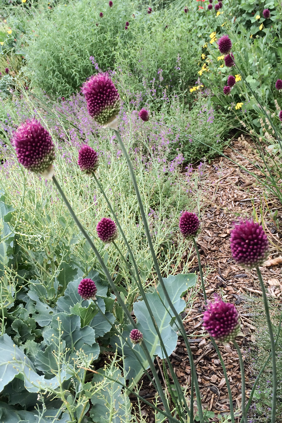 Drumstick Allium
